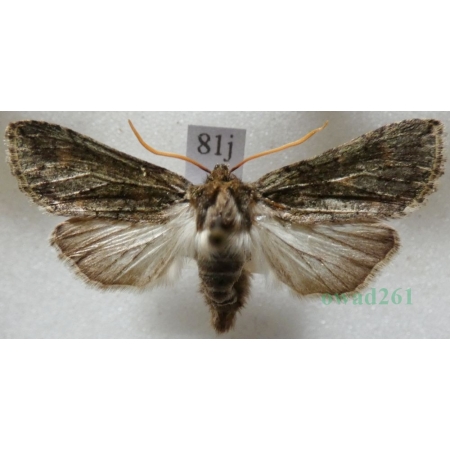 Polyploca ridens (Fabricius, 1787) Przestrożnica śmieszka Slovakia81j